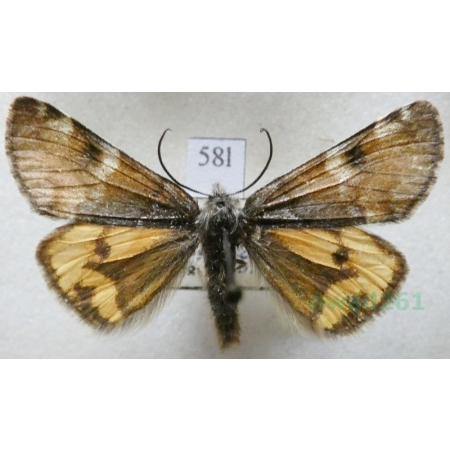 Boudinotiana puella (Esper, 1787) Czech58l